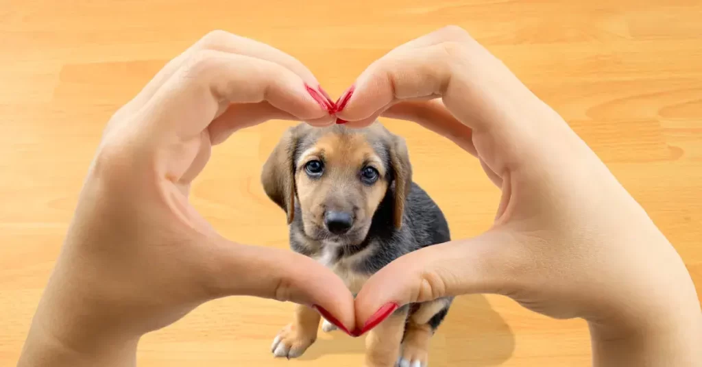 versiculo sobre amor aos animais na Bíblia